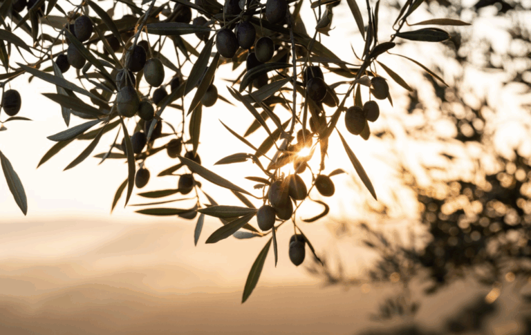Vente d’Huile d’Olive